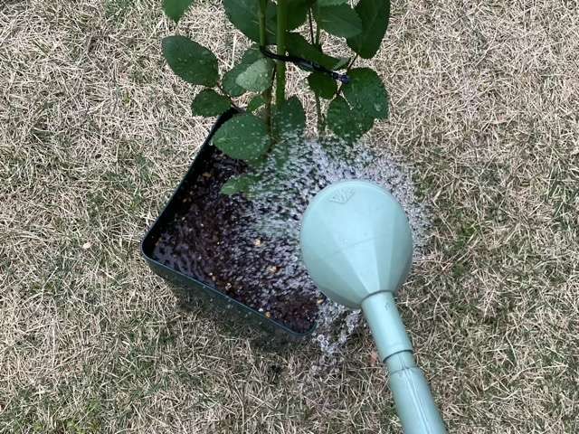 6号鉢に鉢増し後の水やり