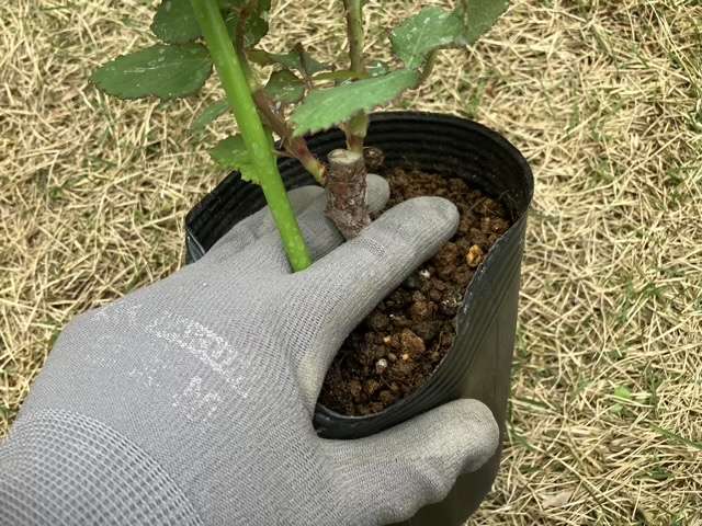 人差し指と中指で苗を持つ
