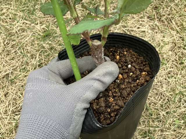 親指と人差し指で苗を持つ