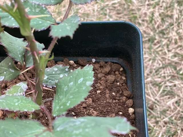 内側の線まで土を入れる