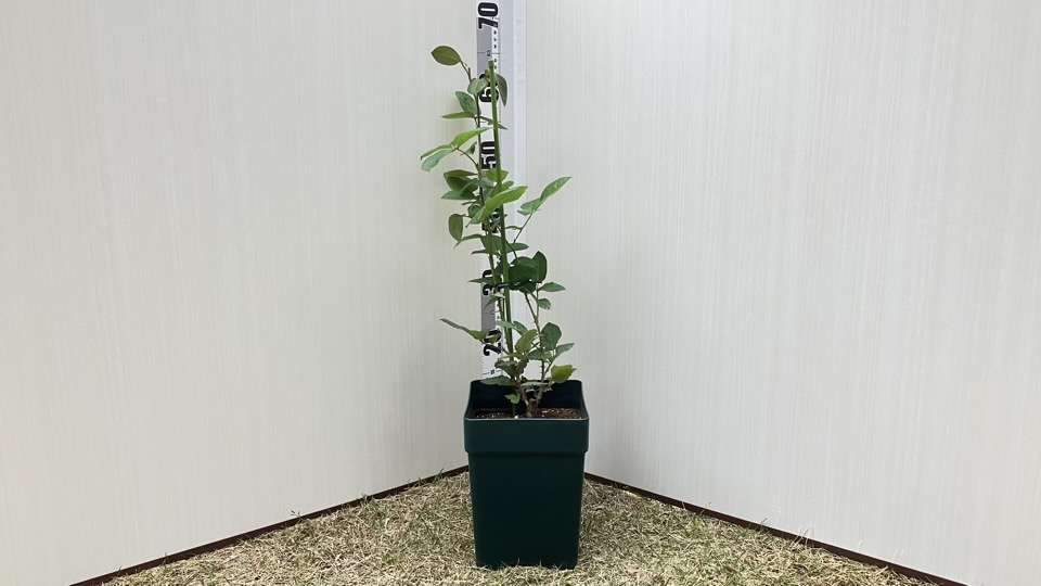 6号鉢に鉢増し後のメルロー