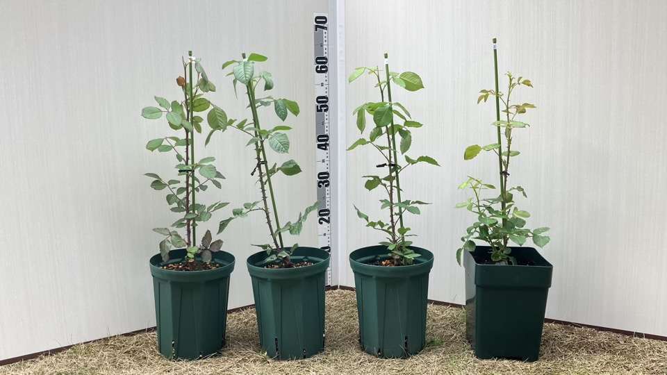 左から、パルミラ、シュヴァリエ、コリンクレイヴン、こころね