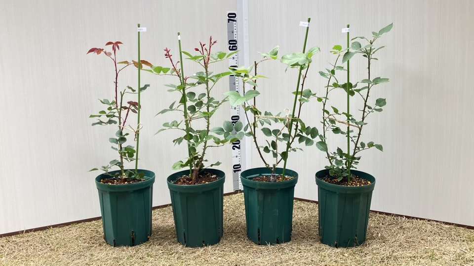 左からメイドインヘブン、リリエンタール、アンティークウォッチ、アンティーク