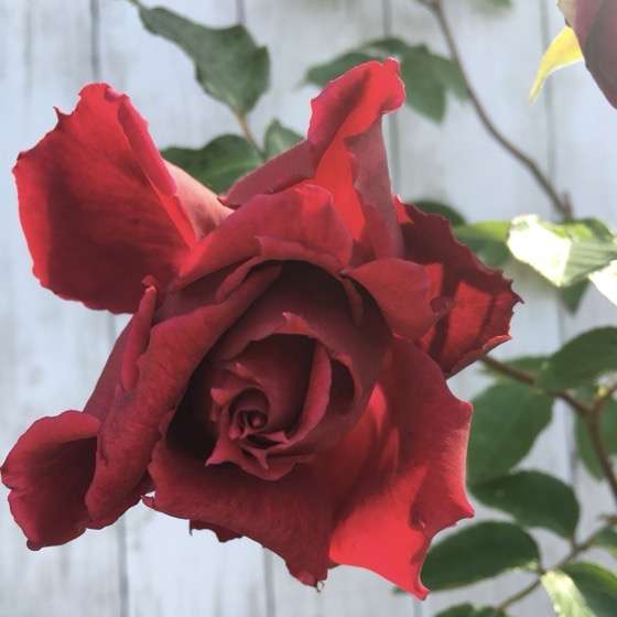 春のアルチーナ