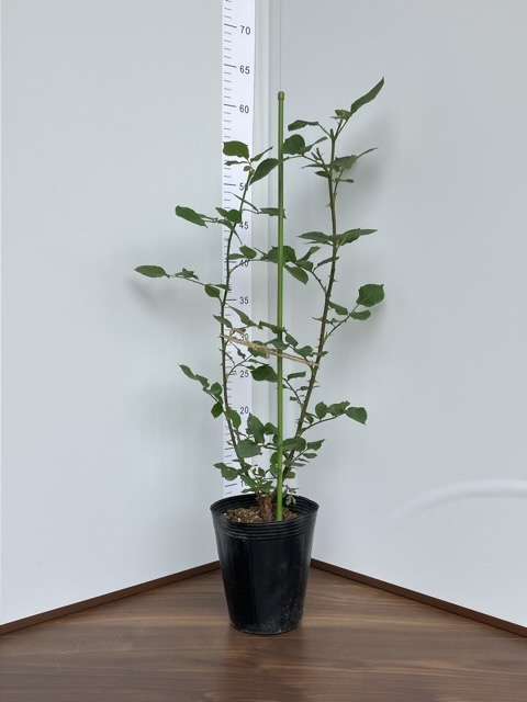 アンティーク購入品