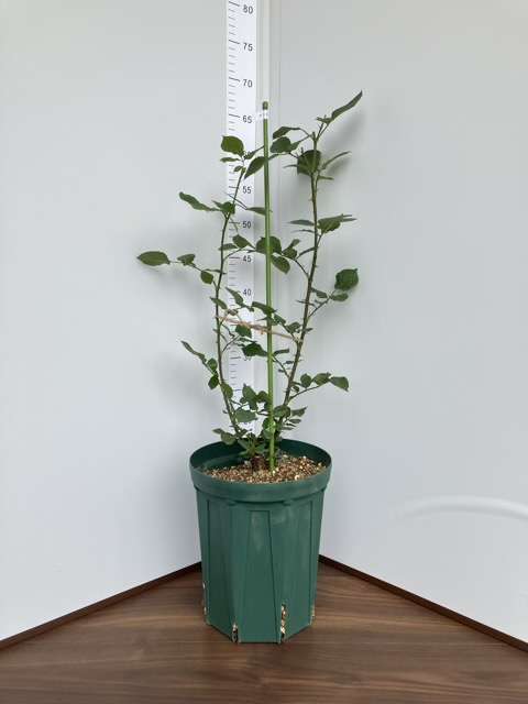 ６号鉢へ鉢増し後のアンティーク