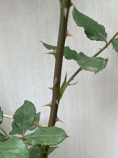 アンティークのトゲ