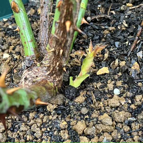 アンティークのベーサルシュートの芽