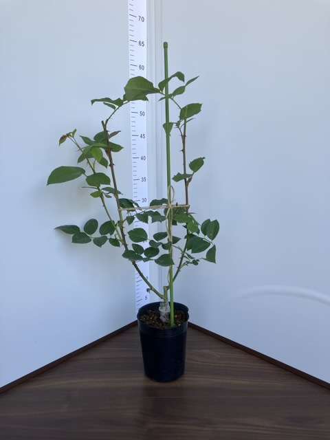 アンティークウォッチ購入品