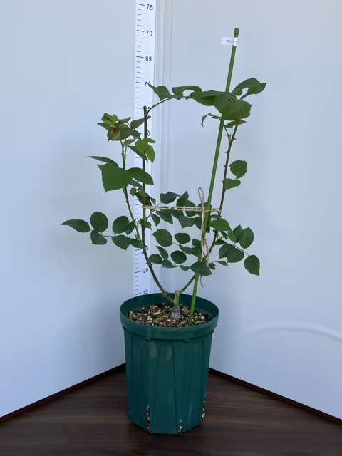 ６号鉢へ鉢増し後のアンティークウォッチ