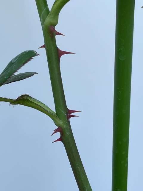 アンティークウォッチの下の方のトゲ