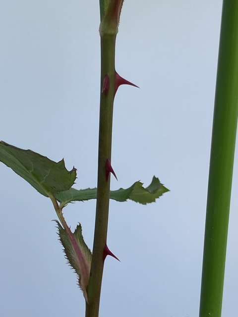 アンティークウォッチの上の方のトゲ