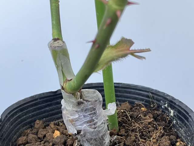 アンティークウォッチの接ぎ口