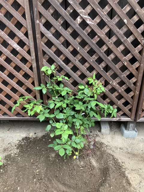 地植え後のアンティークウォッチ