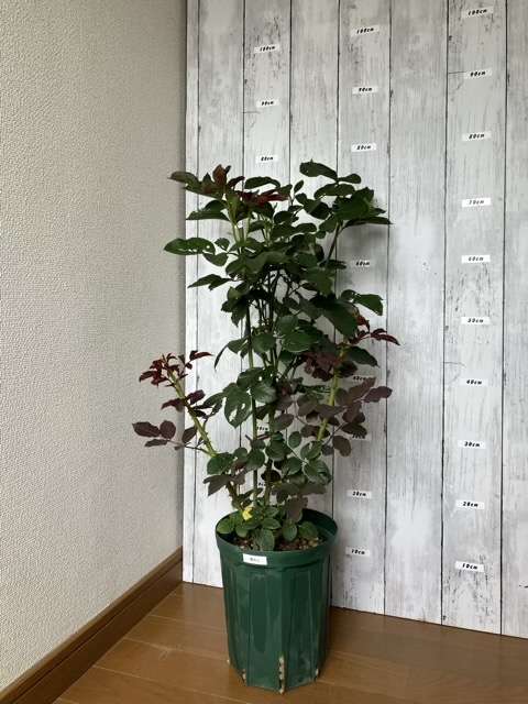 ６号鉢に鉢増しして約２か月後の葵の上