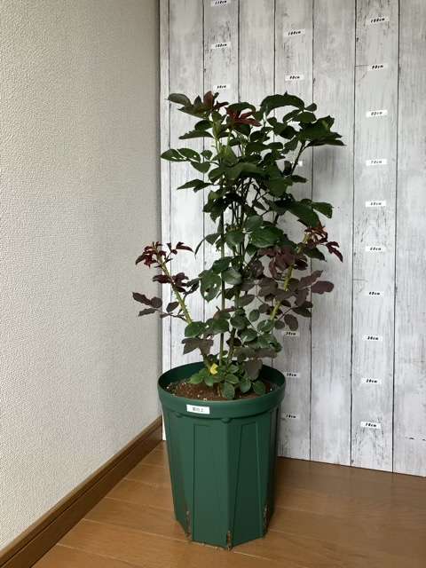 ８号ロングスリット鉢に鉢増し後の葵の上