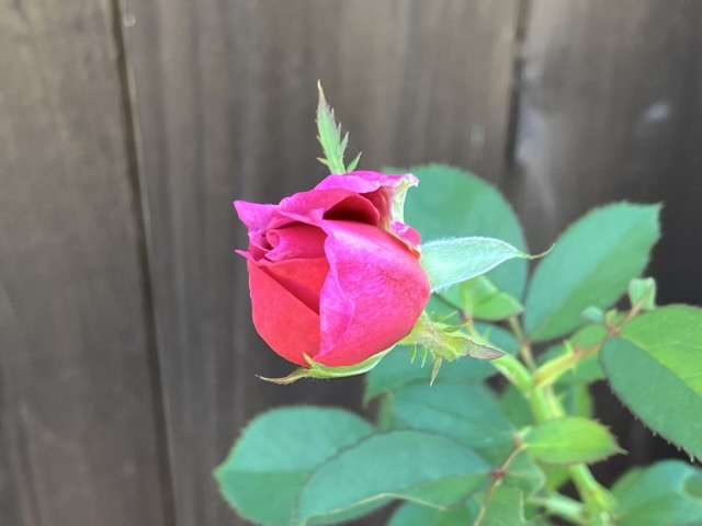 葵の上の秋のつぼみ