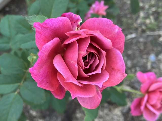 葵の上の秋の開花