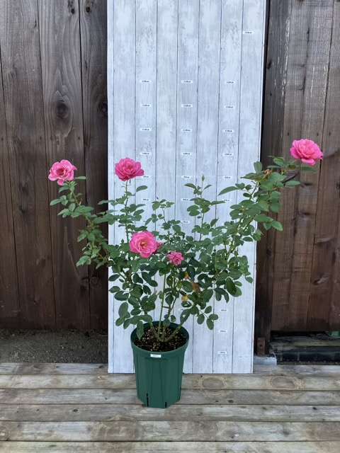 葵の上の秋の開花