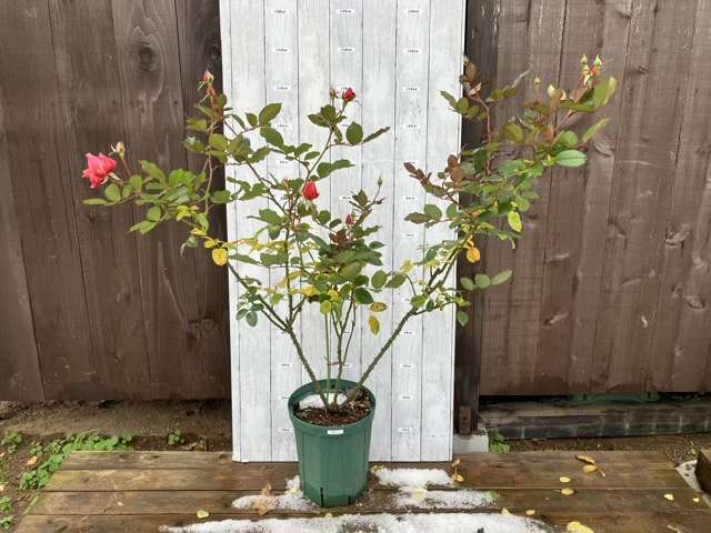 冬剪定前の葵の上