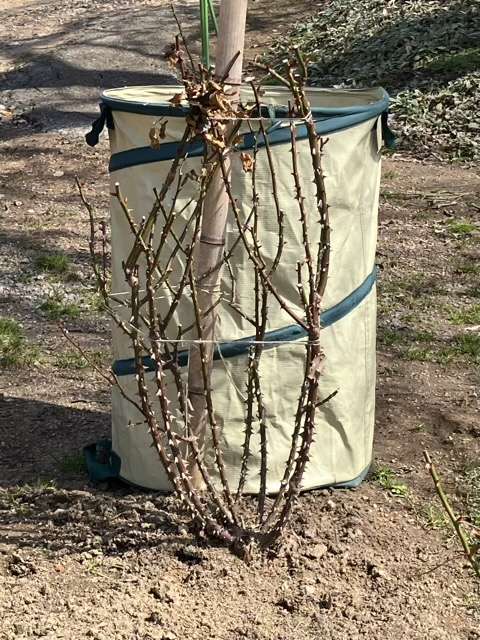 冬剪定前のアルゴノーツ