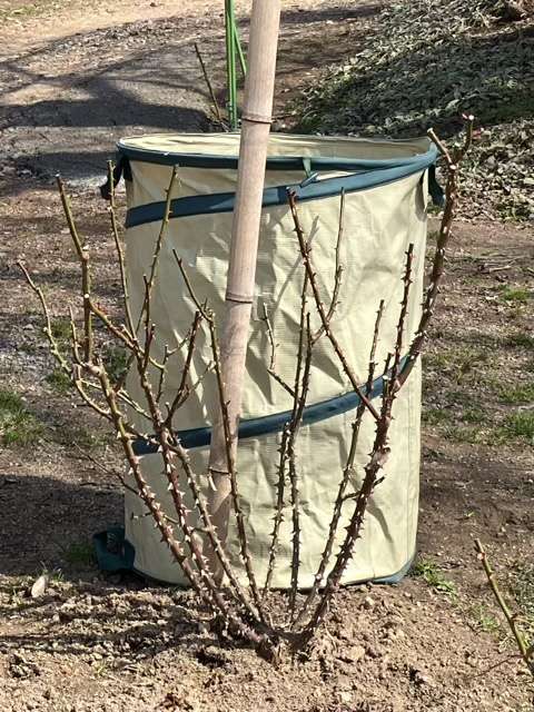 冬剪定後のアルゴノーツ