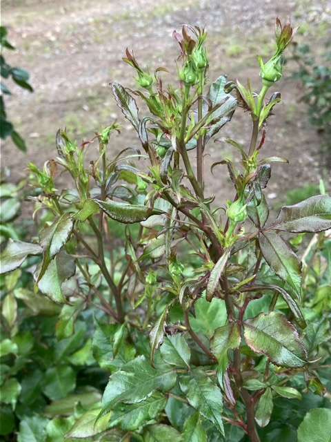 アルゴノーツのつぼみ