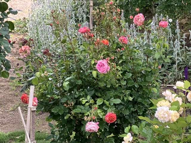 春のアルゴノーツ、咲き始め