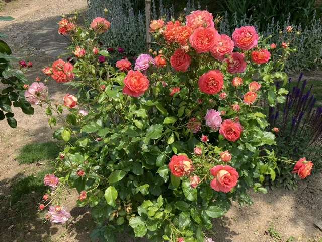 春のアルゴノーツ