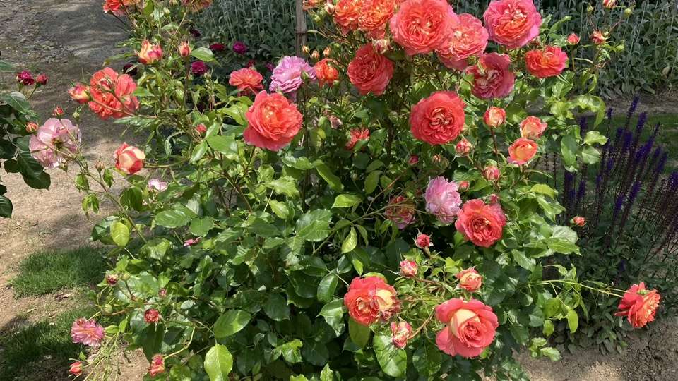 春のアルゴノーツ