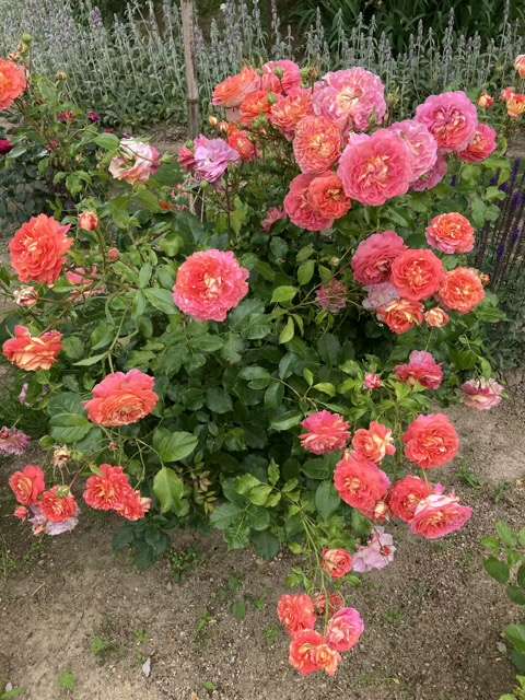 春のアルゴノーツ