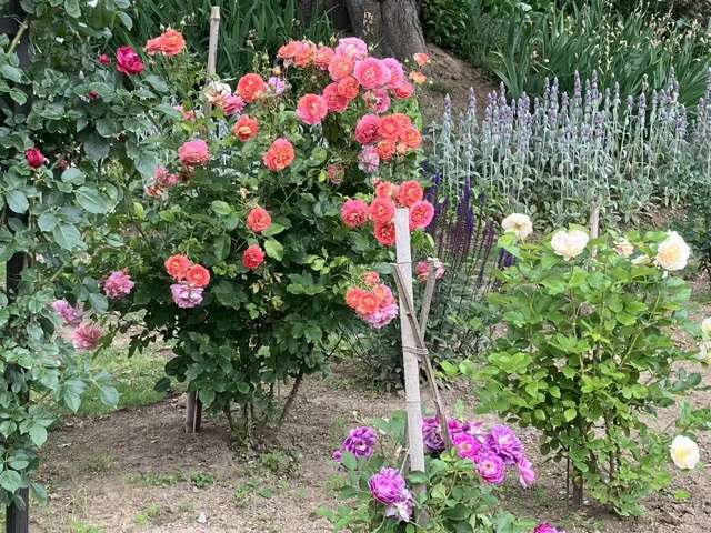 春のアルゴノーツ