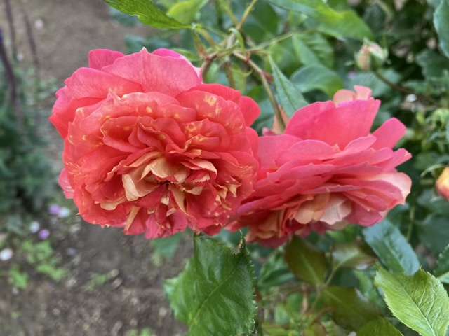 春のアルゴノーツ