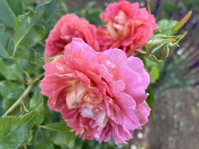 春のアルゴノーツ