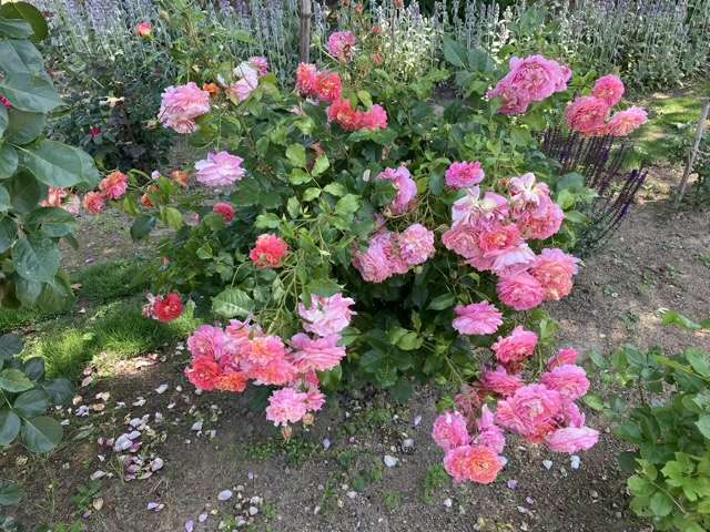 春のアルゴノーツ