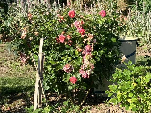 一番花の花後剪定前のアルゴノーツ