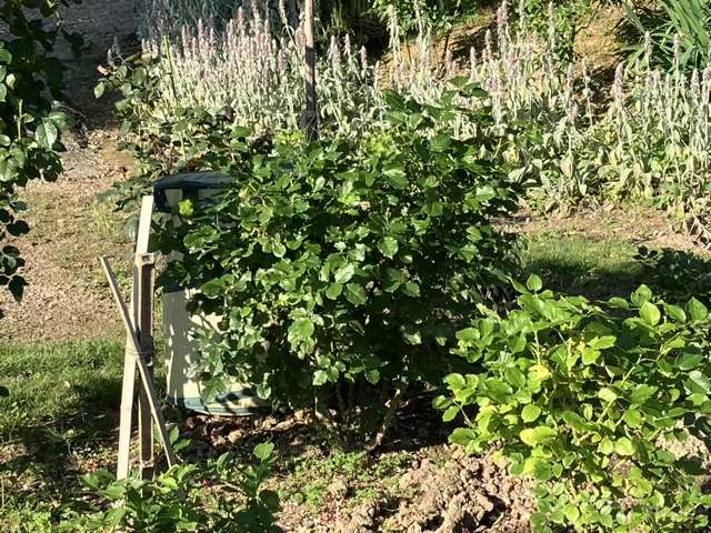 一番花の画後剪定後のアルゴノーツ