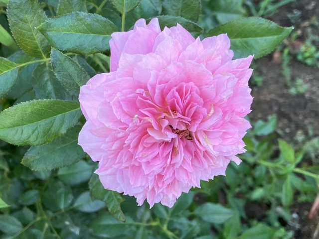 夏のアルゴノーツ