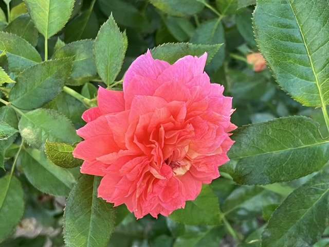 夏のアルゴノーツ