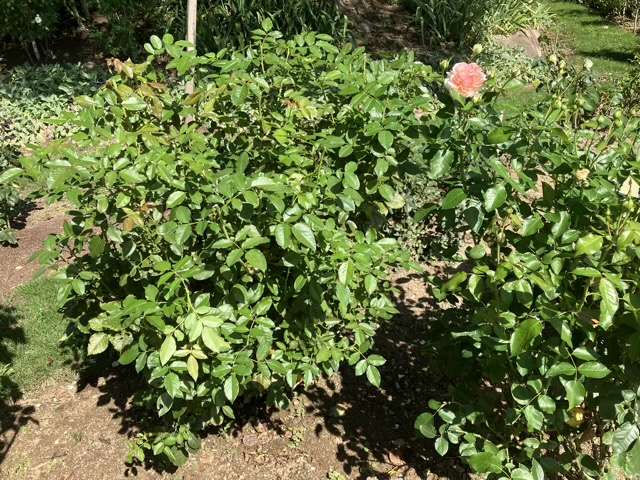 夏剪定後のアルゴノーツ