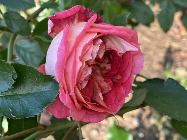 秋のアルゴノーツ