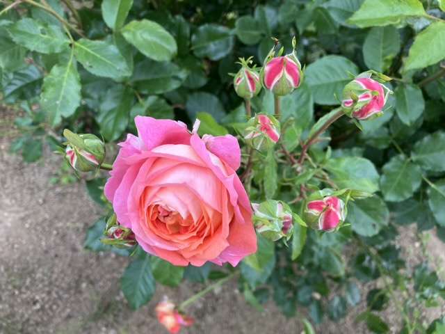春のアルゴノーツ