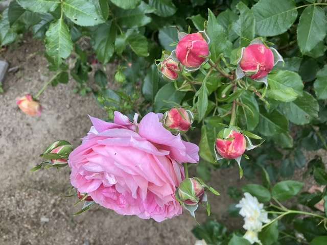 春のアルゴノーツ