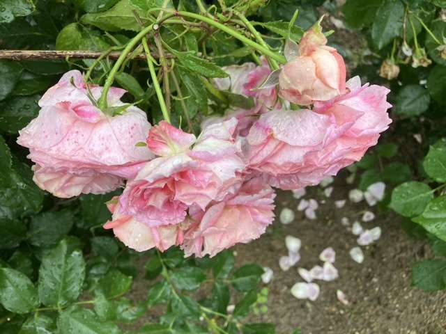 春のアルゴノーツ