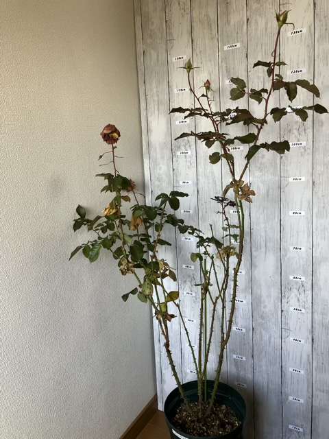 冬剪定前のベンウェザースタッフ