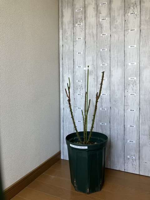 冬剪定後のベンウェザースタッフ