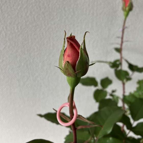 春のベンウェザースタッフ