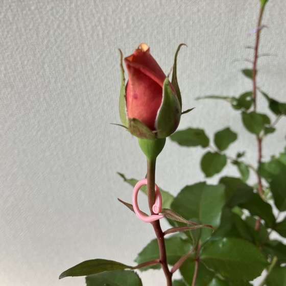 春のベンウェザースタッフ