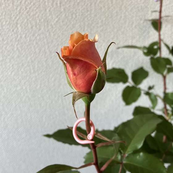 春のベンウェザースタッフ