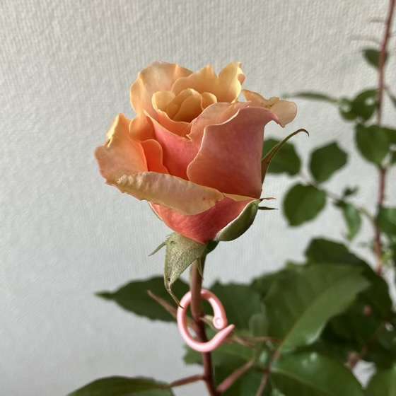 春のベンウェザースタッフ